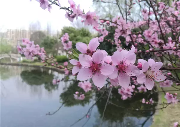哪個屬相的桃花運最好：哪個生肖的男生桃花運最旺？
