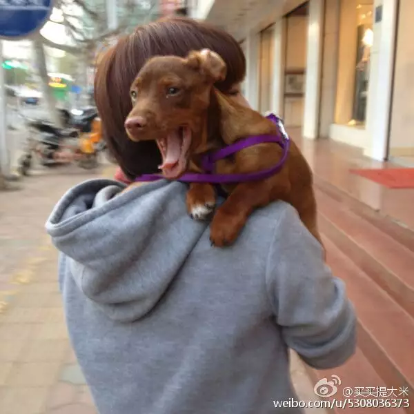 2、大龍狗婚式和方式:屬龍和屬狗的有許多相同之處能婚配嗎