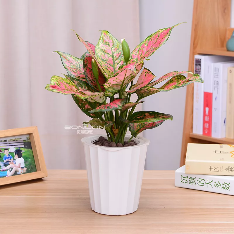 綠植放辦公桌左邊還是右邊：辦公桌上放什麼植物好 風水