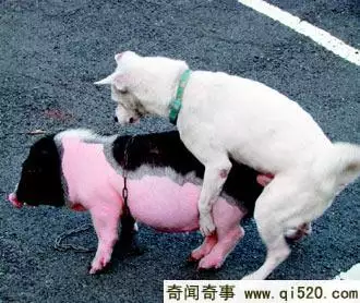 2、屬豬的與屬狗的婚配好欠好:屬豬配屬狗好欠好