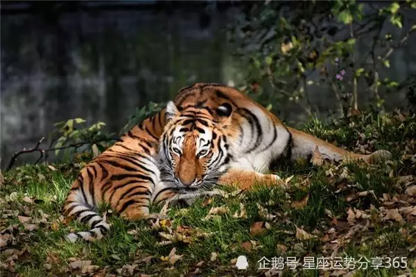 2、屬鼠的可與屬虎的婚配嗎:屬虎的和屬鼠的相配嗎