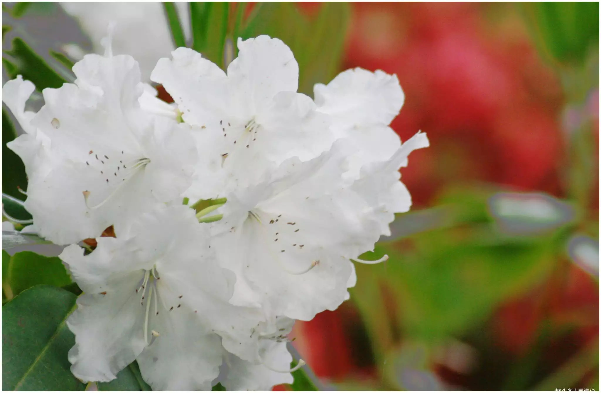 年4月3號屬相：97年5月3號屬什麼的？