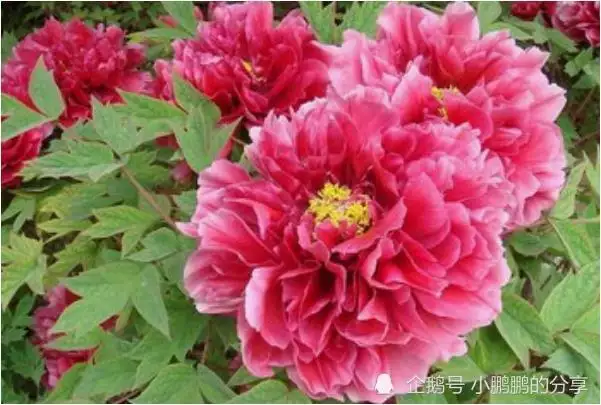 1、屬虎配對屬相月份婚配表:屬虎的配對屬相是什麼？