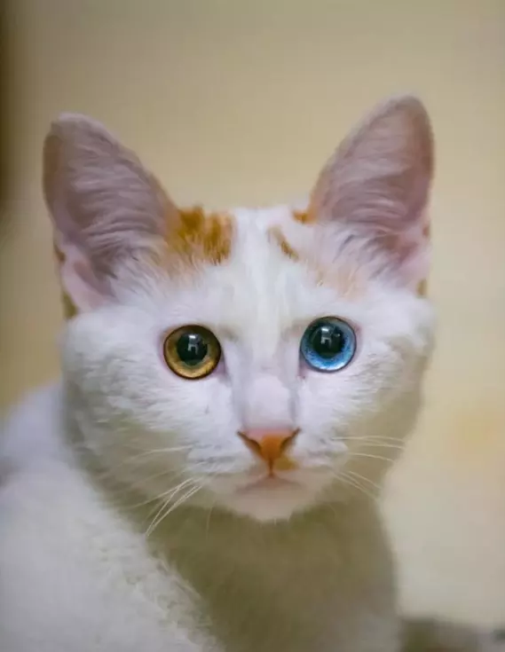 1、什麼顏色的貓最旺財:什麼顏咪旺財?