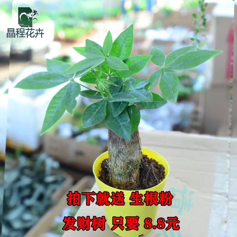 1、適合店裡養的招財植物:養什麼植物招財