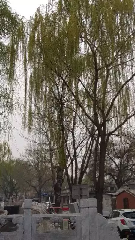 綠柳成蔭又一春是什麼屬相：綠柳成陰又一春是什麼意思，又指什麼動物？