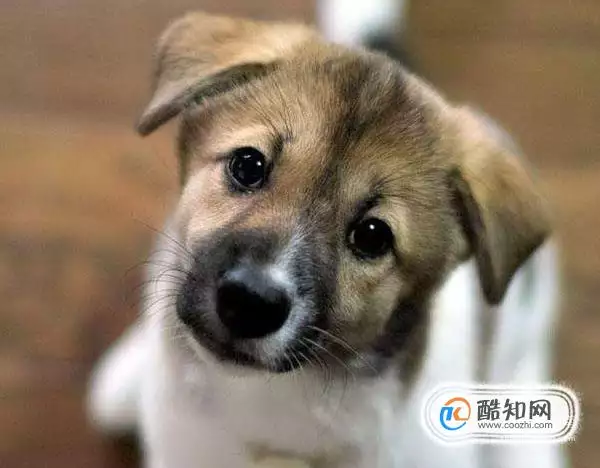 屬狗最忌生啥屬相寶寶：男屬狗女屬猴忌生什麼屬相的孩子
