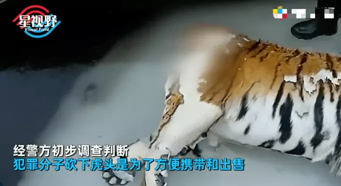 5、女虎男兔是結婚的大忌:女屬虎男屬兔結婚好嗎？？