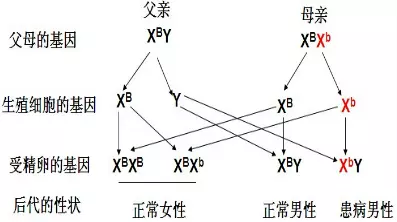 2、一個表型正常的男性與一個紅綠色盲的女性攜帶者婚配,後裔發病情形若何?請寫出遺傳圖解