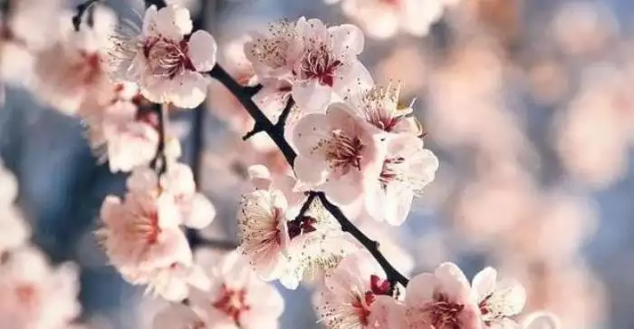 5、算命桃花運測試免費:測試桃花運的網站