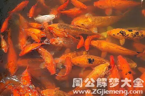 夢見自己用手抓到魚又跑了：夢見抓魚魚自己跳到車上最後又跑了是什麼意思