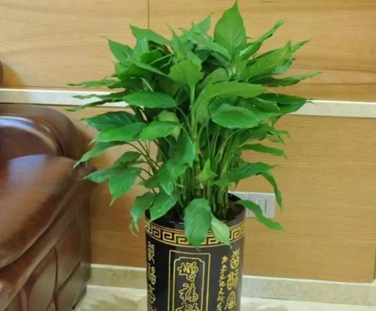 6、八種植物能旺財旺宅:家裡養哪幾種植物可以旺財，看看你家有沒有？