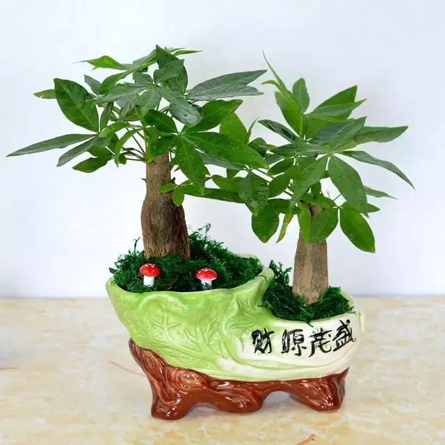 2、旺財招財的植物圖片:客廳旺財風水植物有哪些