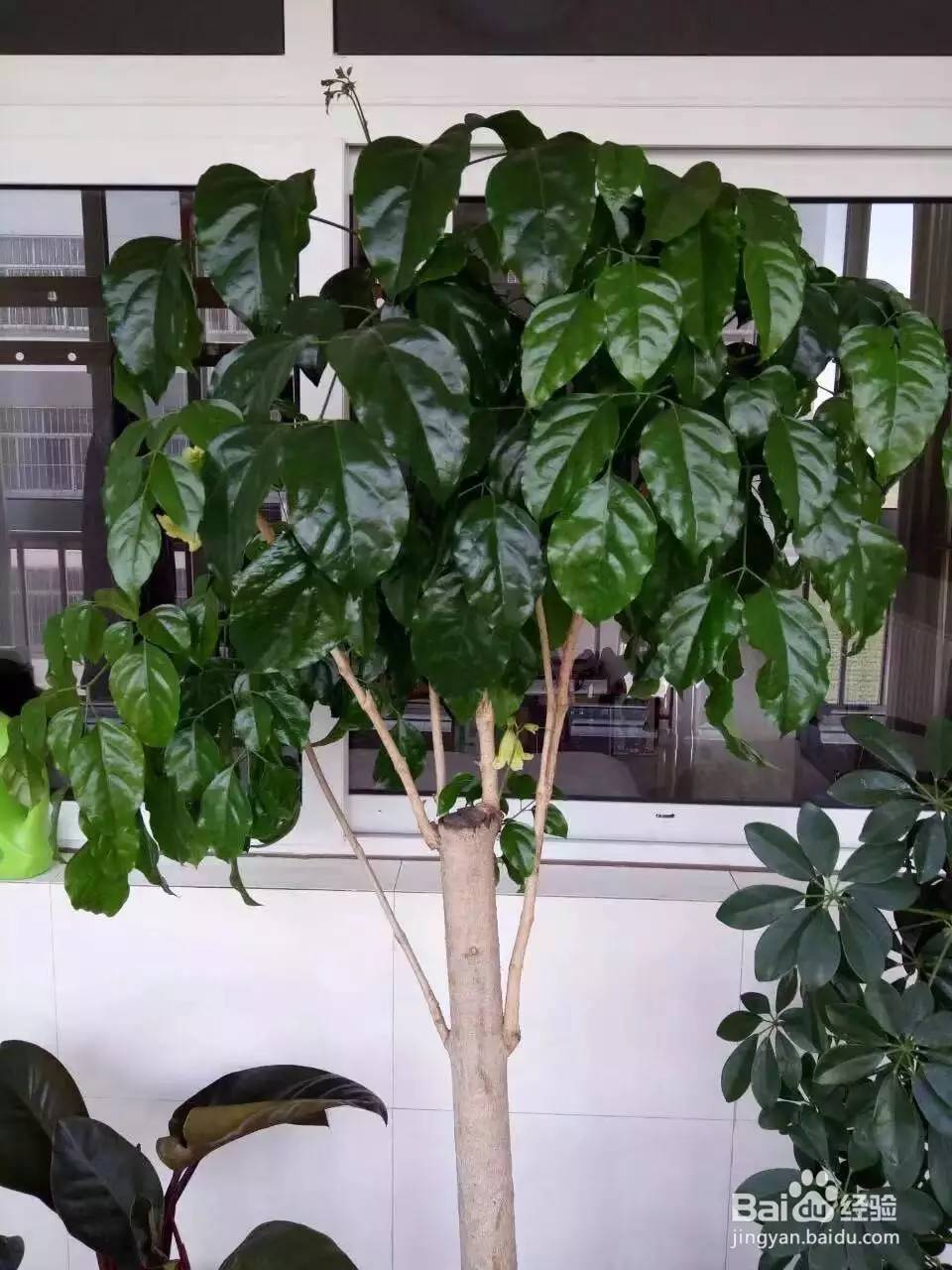1、招財樹恭弘=叶 恭弘子發黃怎麼處理怎麼補救:發財樹恭弘=叶 恭弘子發黃怎麼處理怎麼補救