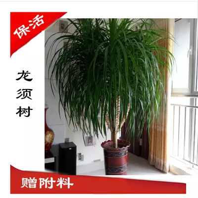 什麼屬相不可以養龍鬚樹最好：家庭種養龍鬚樹有什麼風水作用，龍鬚樹的