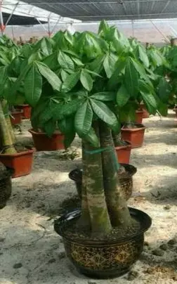 1、適合家裡養的大型綠植有哪些:適合在客廳養的大型綠植有哪些