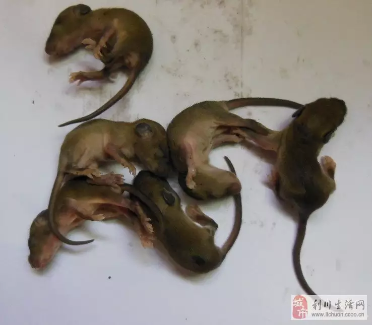 2、猴年出生的人今年幾歲:屬猴的今年多大？