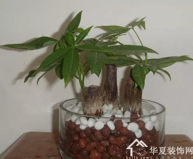 3、大型發財樹怎麼修剪枝恭弘=叶 恭弘教程:發財樹剪枝怎麼剪