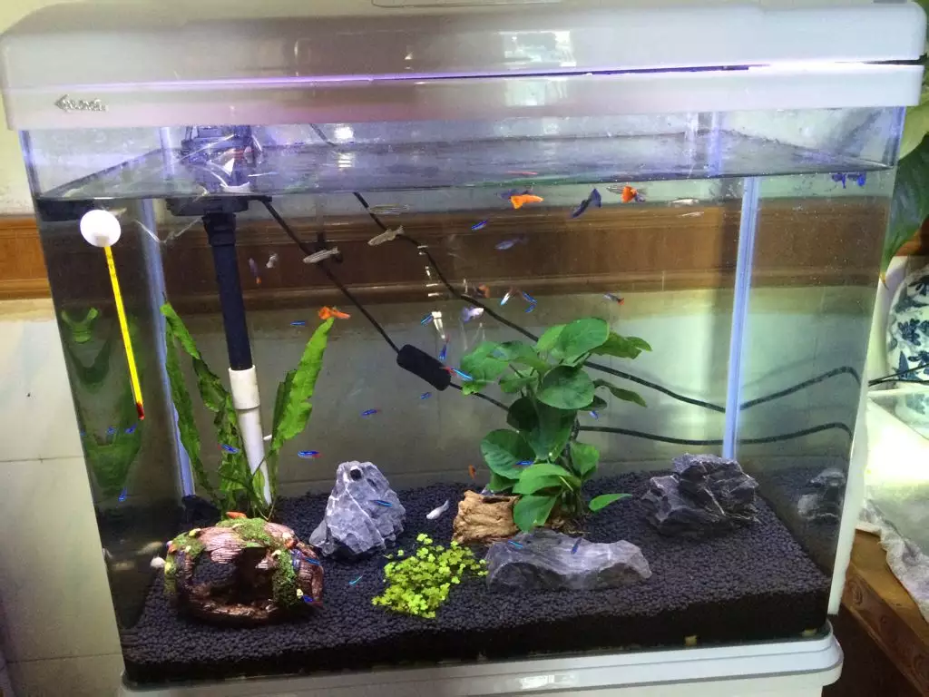 請問家裡養魚養幾條好的：家裡養魚，養幾條有什麼講究嗎?