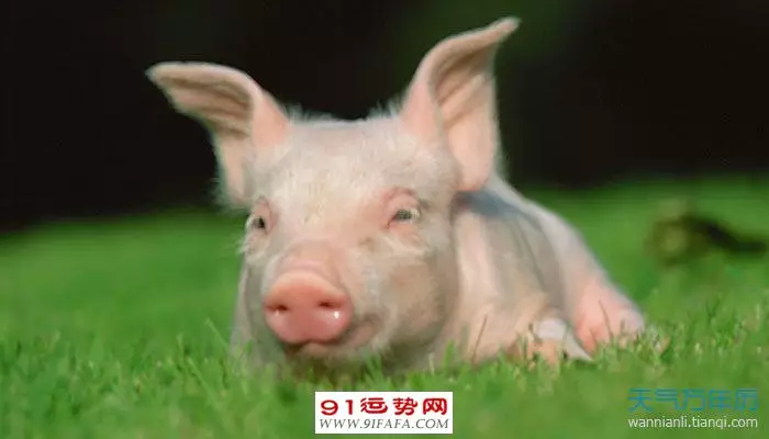 1、羊年出生婚配什麼屬相對照好:屬羊的今年多大 和什麼屬相最配 屬羊的屬相婚配表