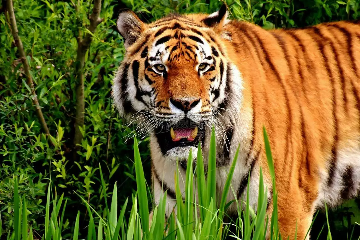 十二屬相哪種動物孝順：十二生肖中哪種動物最孝順？