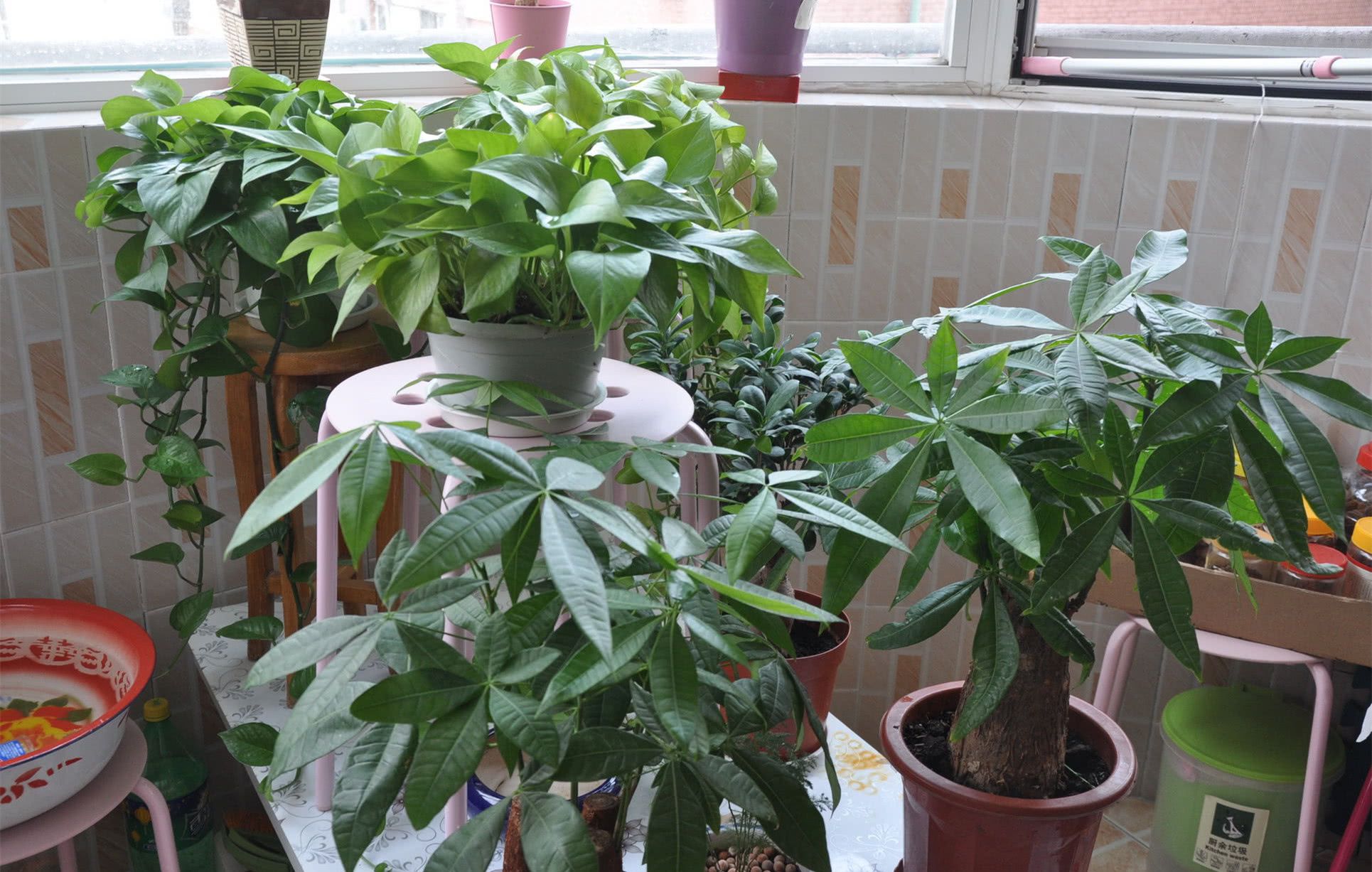 2、發財樹的修剪方法:發財樹如何修剪
