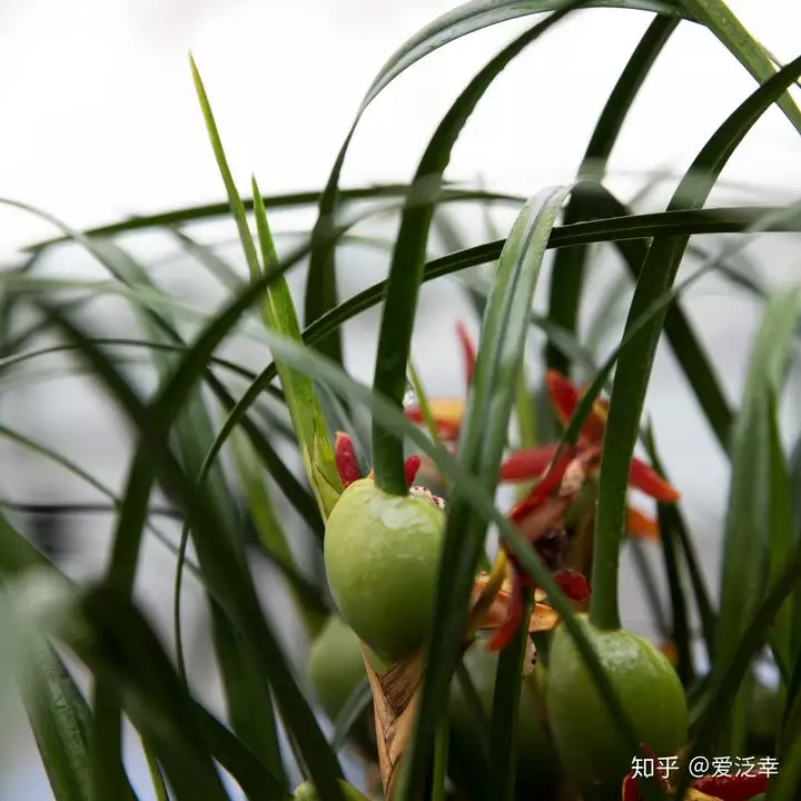 2、為什麼很多人喜歡養蘭花:為什麼喜歡蘭花的人那麼多？蘭花的魅力何在？