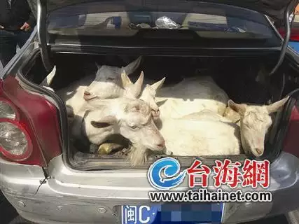 2、尾羊的婚配什麼屍求相:屬羊的和什麼屬相相配