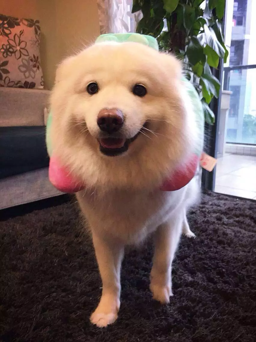 請問狗和狗的屬相相衝嗎：屬狗的和什麼屬相相衝
