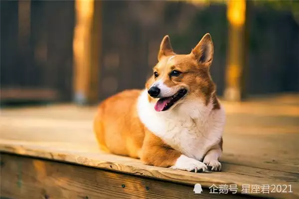 2、屬狗的今年多大年運勢:屬狗的年齡表
