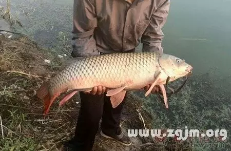 夢見自己用手抓到魚好不好：夢見自己用手抓魚