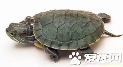 烏龜在家養幾隻比較好：烏龜養幾隻比較吉利