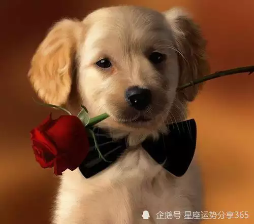 1、狗生牛年的寶寶好嗎:狗爸孩子屬牛好嗎？