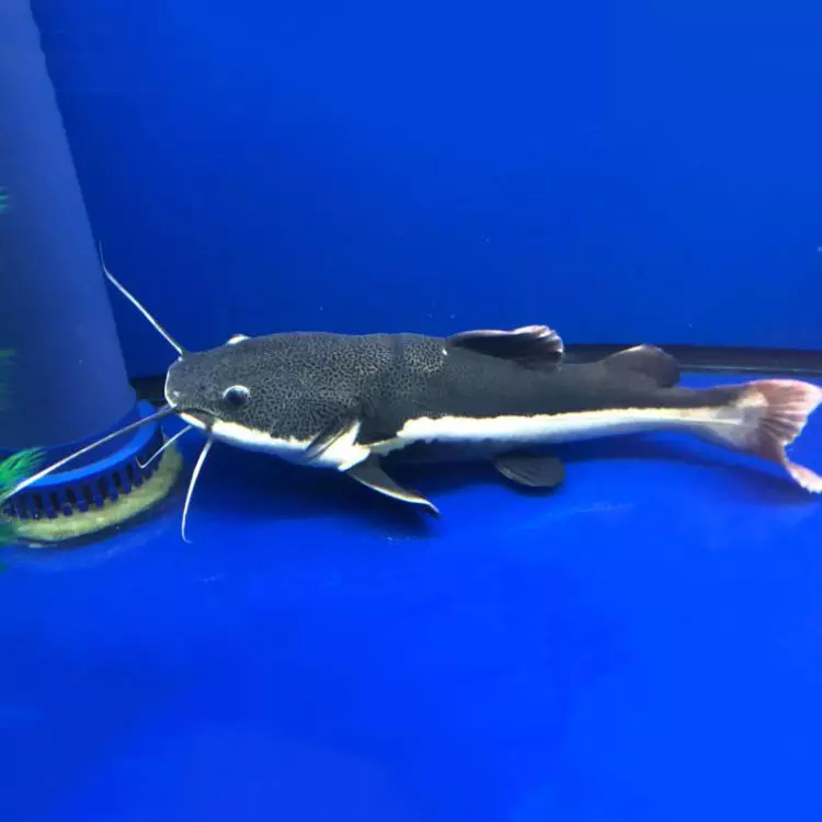 1、招財貓魚能長多大:熱帶魚招財貓的壽命有多久？