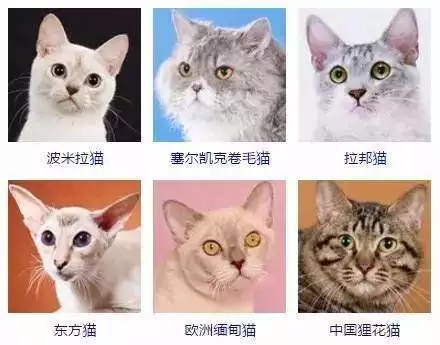 11、貓咪的品種有哪些:貓的品種有哪些