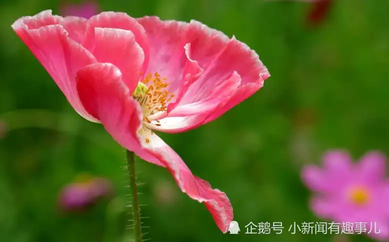 猴屬相的朱紫是什麼生肖：朱紫是什麼生肖朱紫是什麼生肖