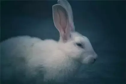 6、屬虎的人和屬兔的人合不合:屬虎和屬兔的合不合？