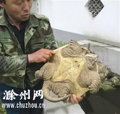 鱷龜和大鱷龜哪個好：怎麼區分大鱷龜和小鱷龜？