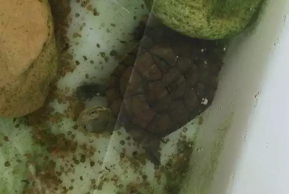 家裡烏龜丟了預示什麼：家裡一隻烏龜丟了十幾天了.今天一大早上突然爬出來,預兆什麽?