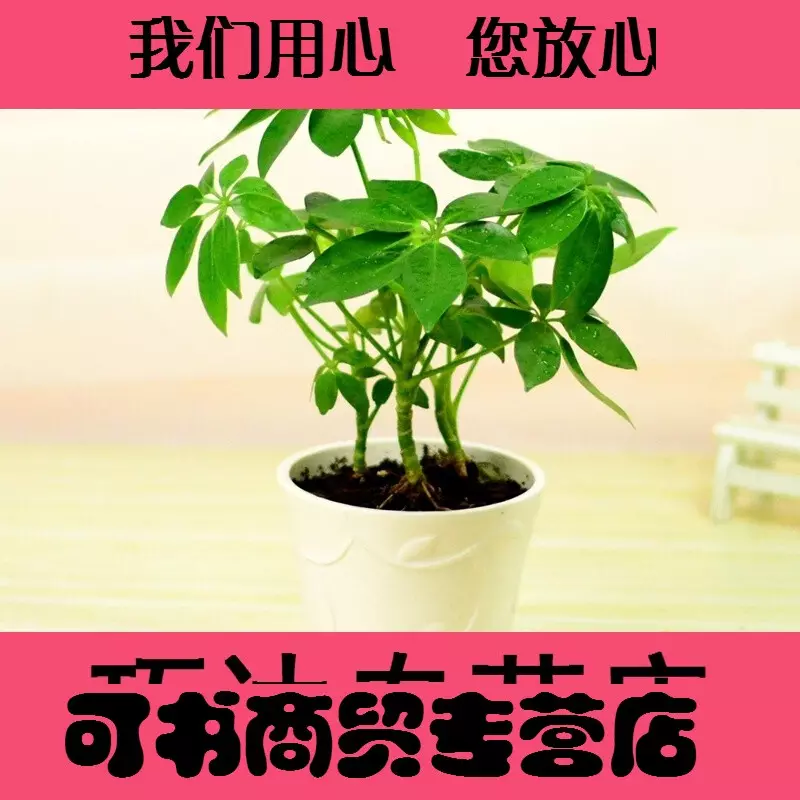 6、屬虎女人旺財頭像:屬虎合適的頭像
