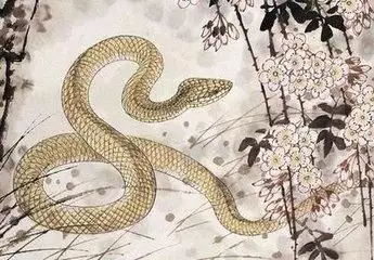 2、65年屬蛇男桃花劫:65年男屬蛇人年運勢