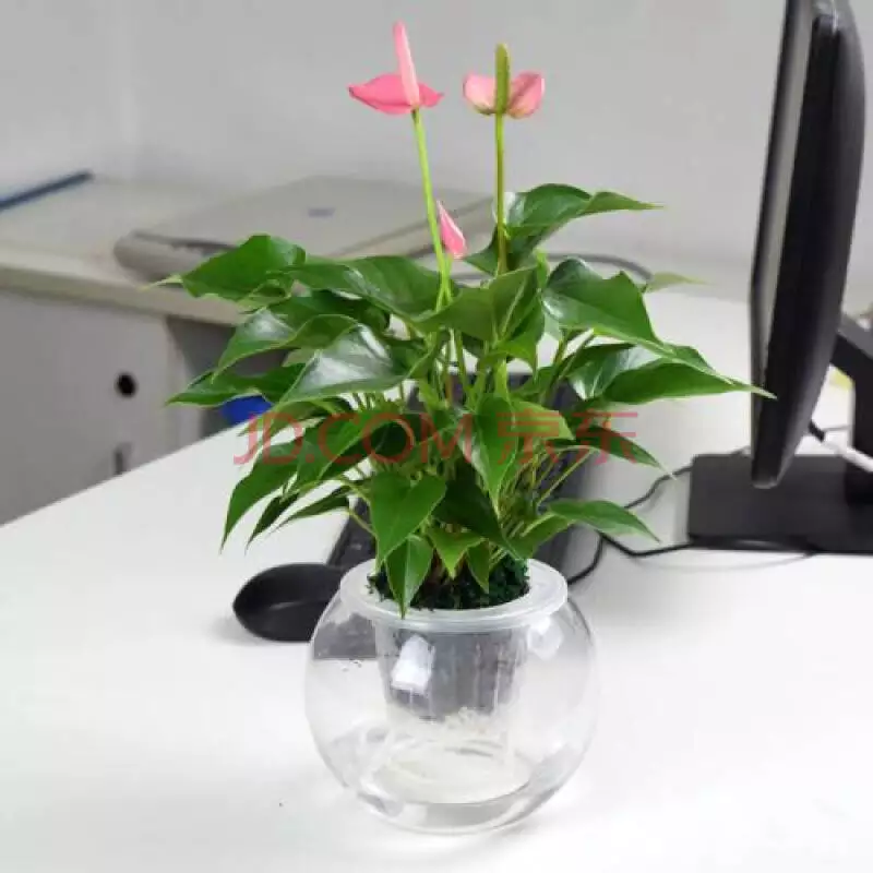 1、七恭弘=叶 恭弘蓮水培植物:七恭弘=叶 恭弘蓮的養殖方法
