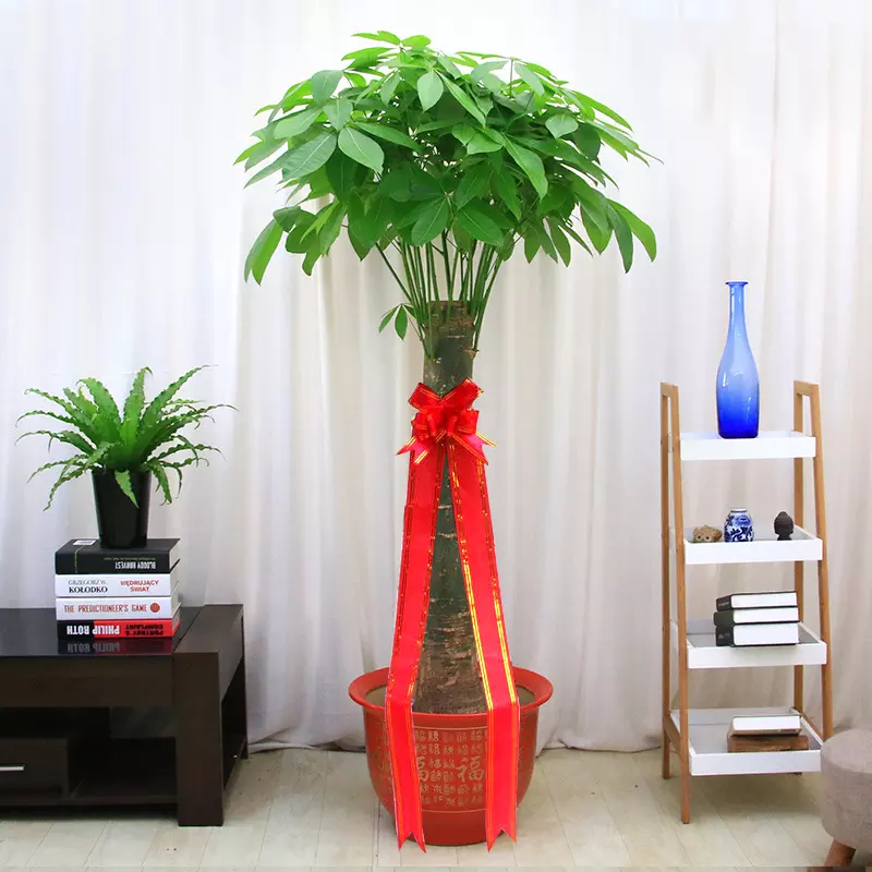 3、門面擺放什麼植物旺財:店面招財風水擺設秘技有哪些？需要注意什麼？