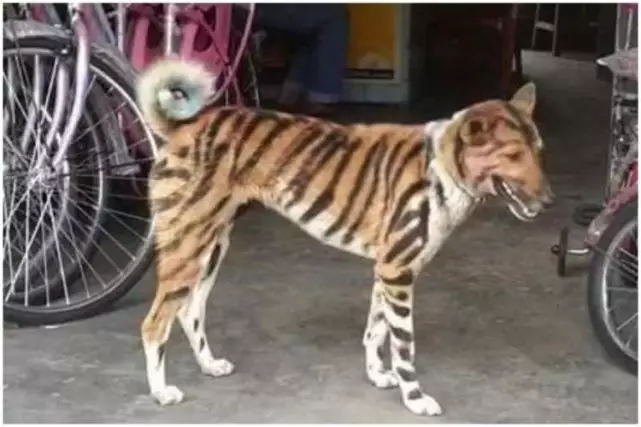 3、為什麼虎和猴不能婚配:屬虎和屬猴的婚姻好嗎