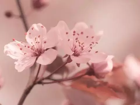 2、測試自己年桃花運:年生肖猴桃花運旺的月份