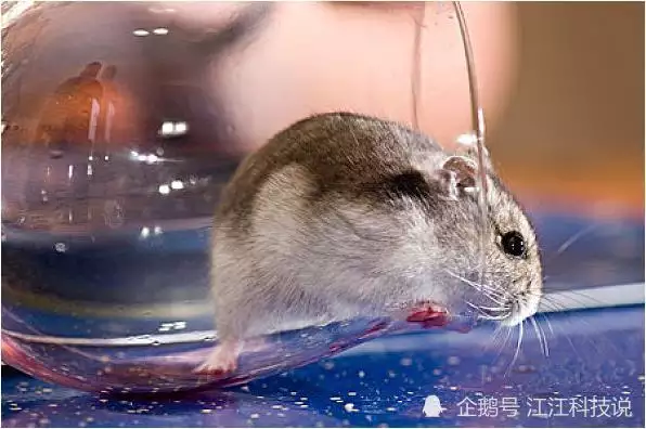 1、屬鼠人不適合婚配工具:屬鼠和屬鼠的婚配好嗎