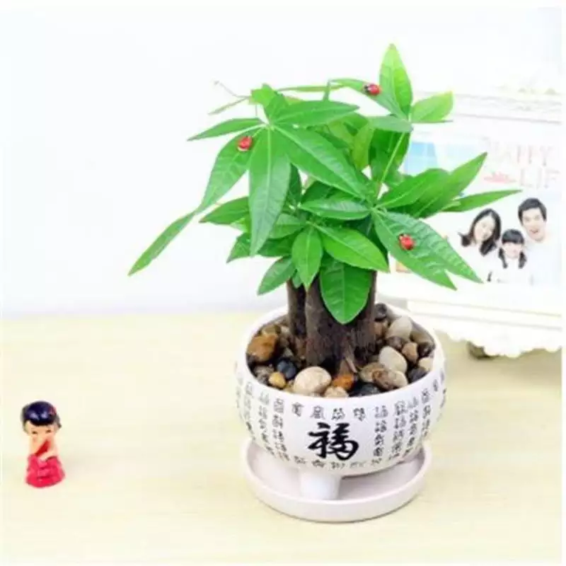 3、家裡轉運適合養什麼植物:論家裡種什麼植物風水好