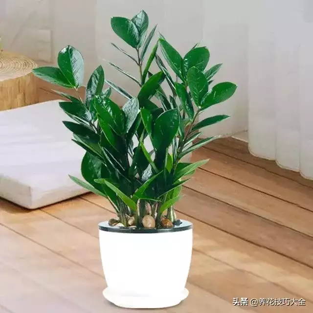 1、八種植物招財又旺宅還好養:有哪些植物養在家裡招財又旺宅，還能美化家居？
