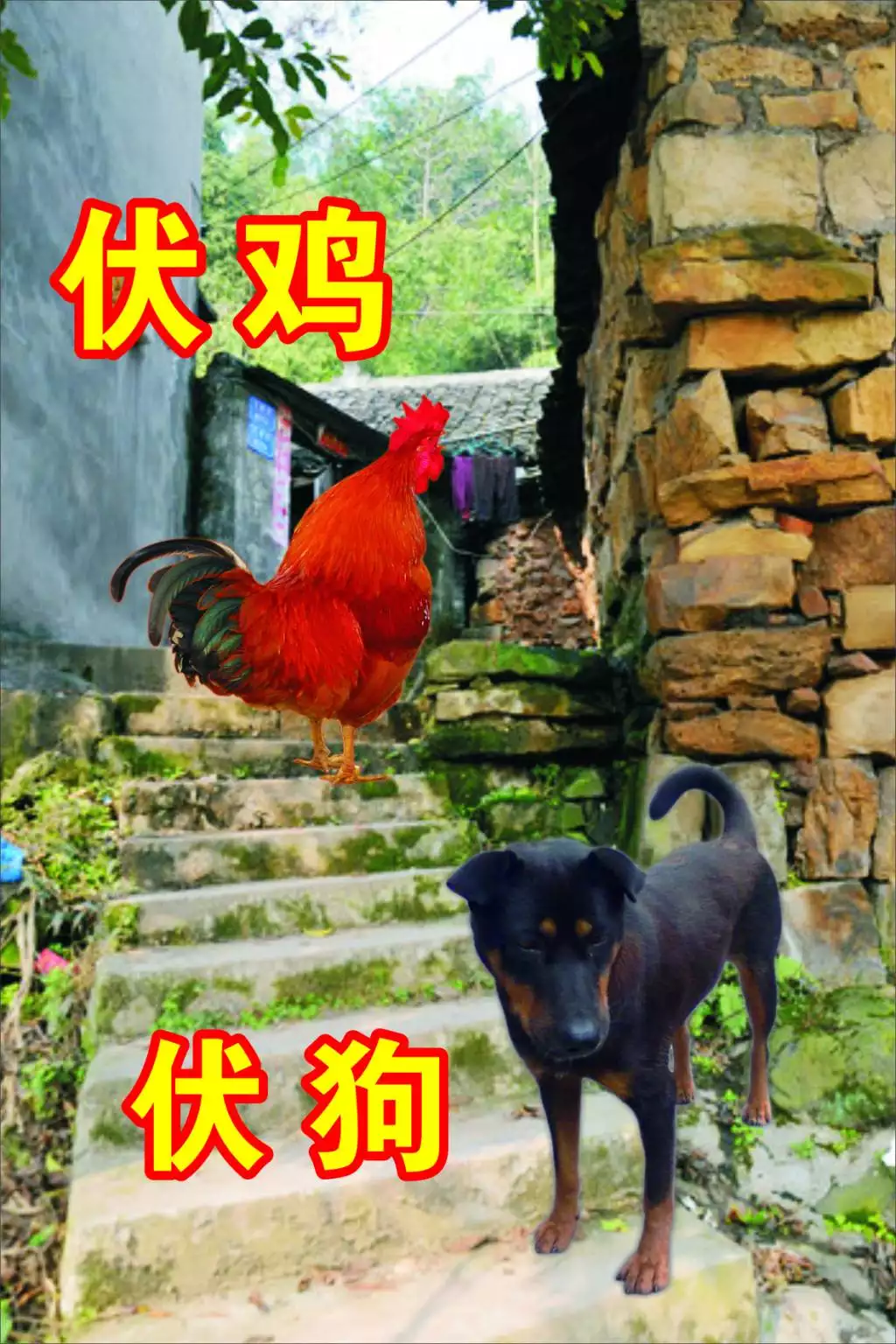 1、女雞男狗婚配:女雞狗婚配