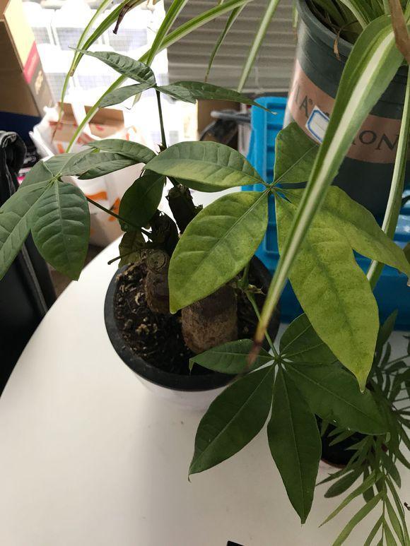 2、發財樹什麼時候修剪比較好:發財樹什麼時間剪枝